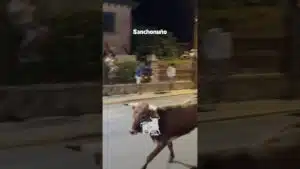 Encierro en Sanchonuno 2026 - ENCIERRO NOCTURNO SANCHONUÑO