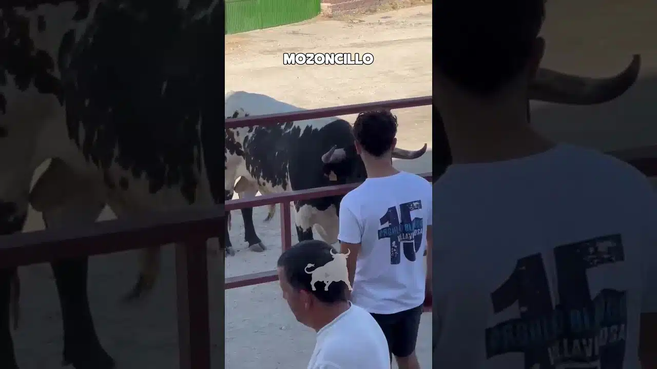 Encierros en Mozoncillo 2026 - TORO BERRENDO DERROTANDO FUERTE EN LAS VALLAS