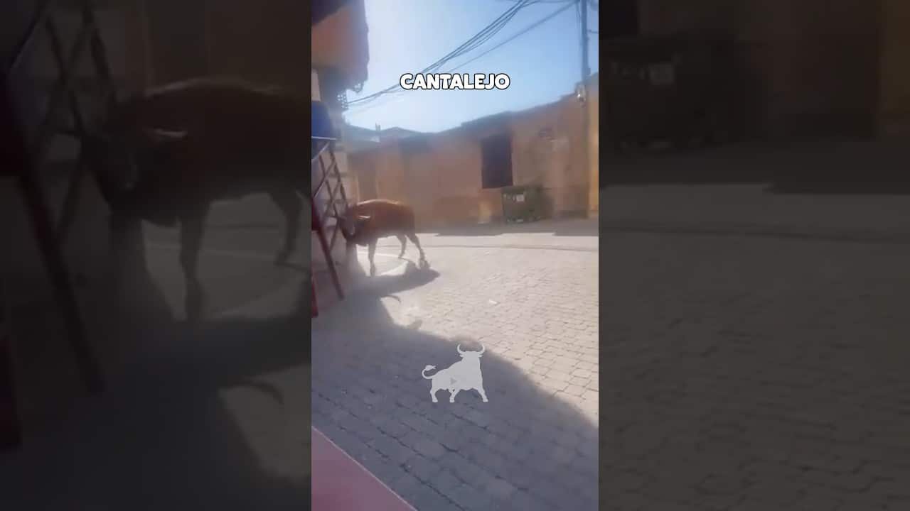Encierro en Cantalejo 2026 - TORO SE ESCAPA EN CANTALEJO