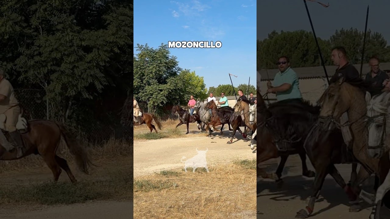Encierro mixto en Mozoncillo 2026 - BONITA ENTRADA DE CABALLOS AL EMBUDO Mozoncillo