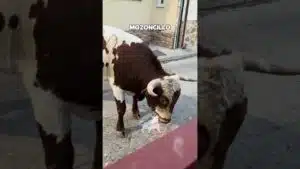 Encierro mixto en Mozoncillo 2026 - QUE BELLEZA DE TORO
