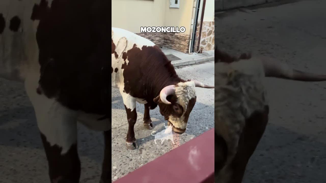 Encierro mixto en Mozoncillo 2026 - QUE BELLEZA DE TORO