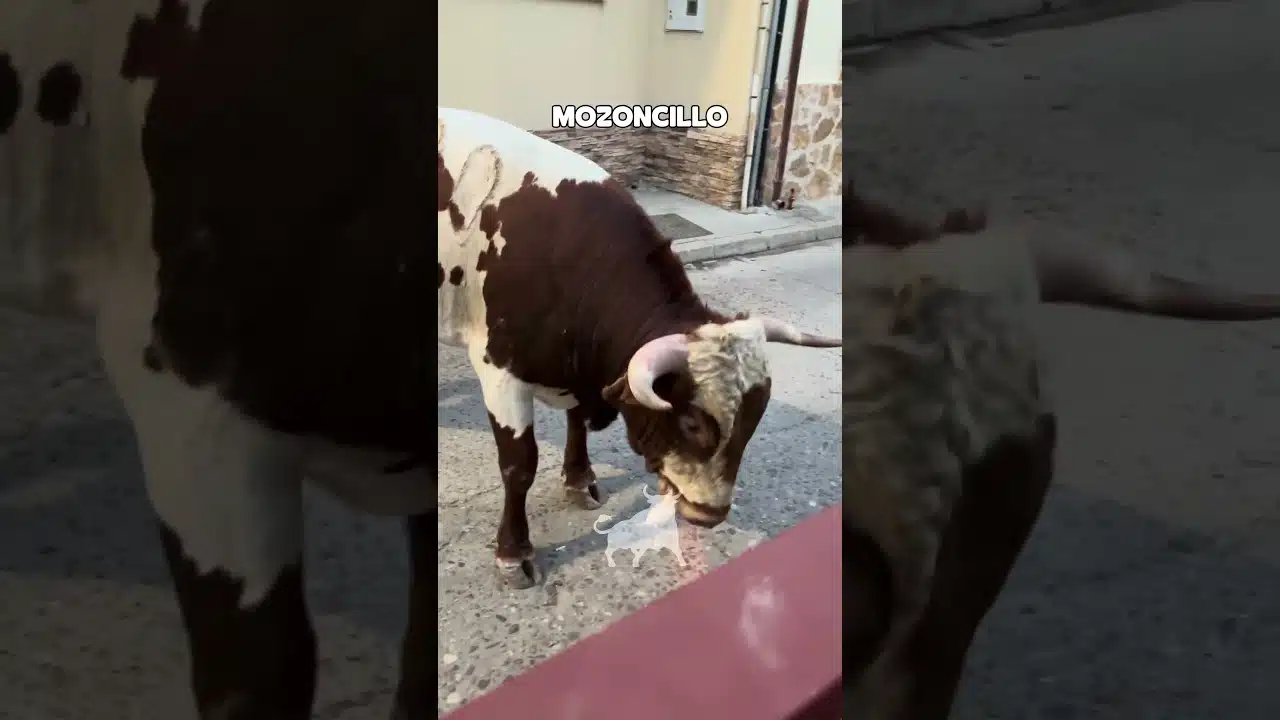 Encierro mixto en Mozoncillo 2026 - QUE BELLEZA DE TORO
