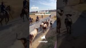 Encierro en Cantalejo 2026 - ENTRADA AL EMBUDO de Cantalejo