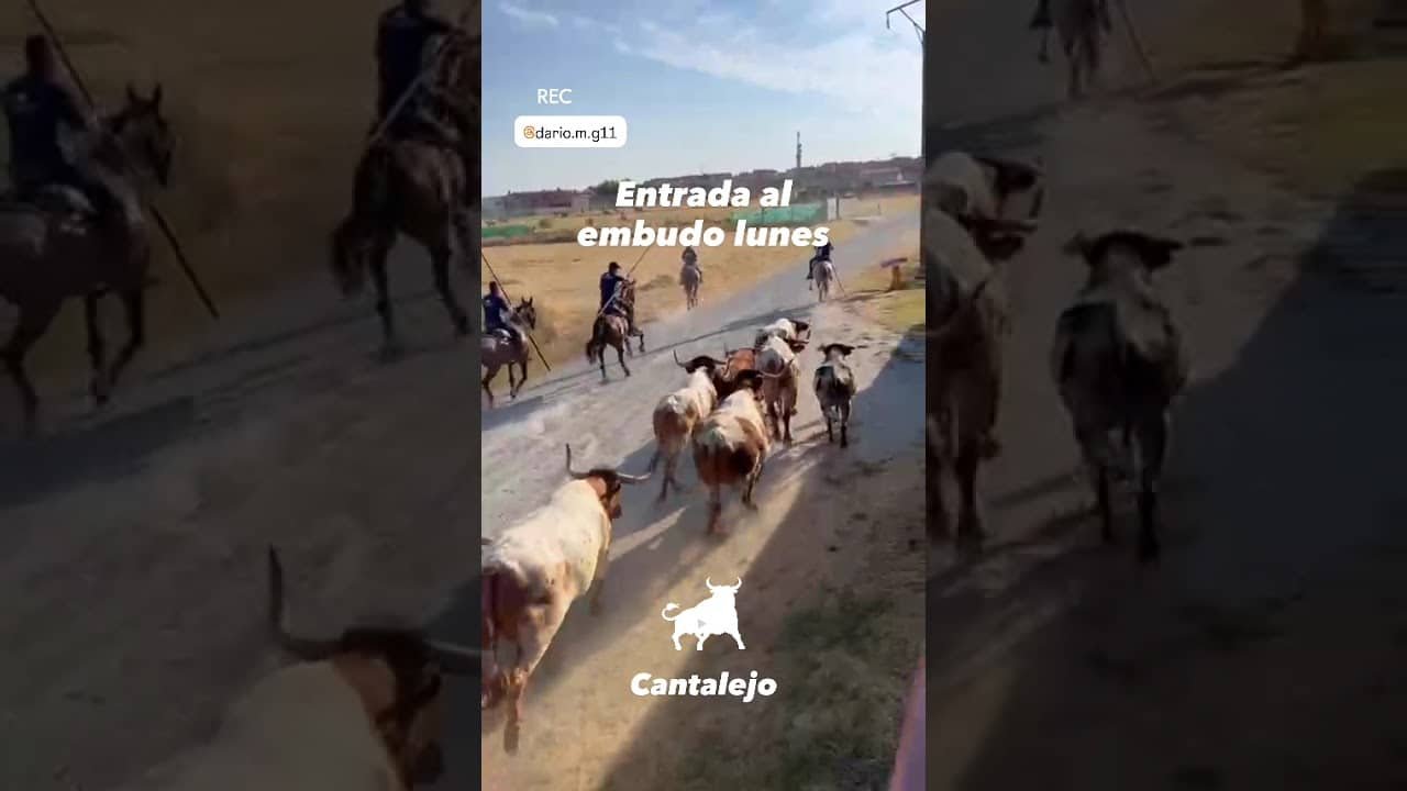 Encierro en Cantalejo 2026 - ENTRADA AL EMBUDO de Cantalejo