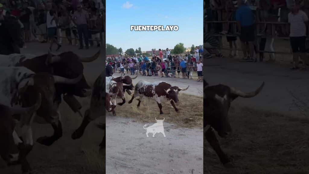 Encierro campero en Fuentepelayo 2026 - ENTRADA ENCIERRO CAMPERO FUENTEPELAYO
