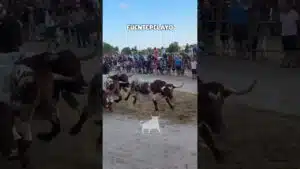 Encierro campero en Fuentepelayo 2026 - ENTRADA ENCIERRO CAMPERO FUENTEPELAYO