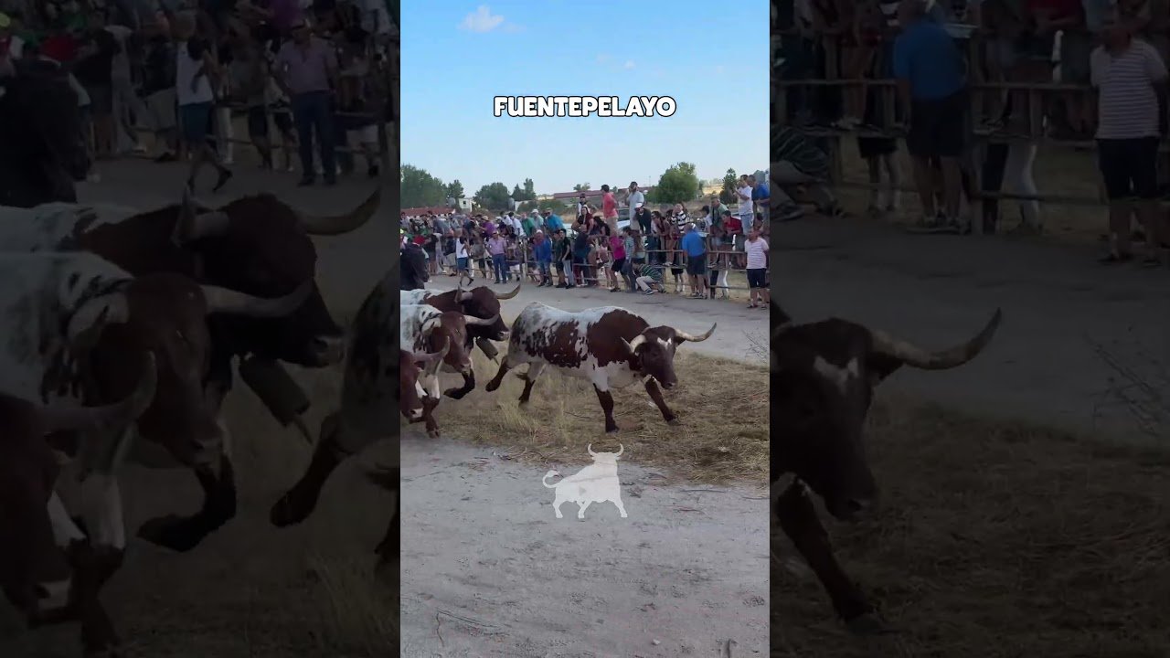 Encierro campero en Fuentepelayo 2026 - ENTRADA ENCIERRO CAMPERO FUENTEPELAYO