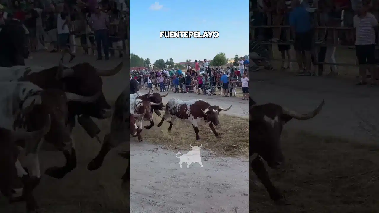 Encierro campero en Fuentepelayo 2026 - ENTRADA ENCIERRO CAMPERO FUENTEPELAYO