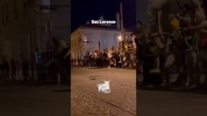 Encierros en San Lorenzo 2026 - TREMENDA COGIDA en San Lorenzo Segovia