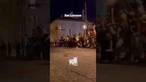 Encierros en San Lorenzo 2026 - TREMENDA COGIDA en San Lorenzo Segovia