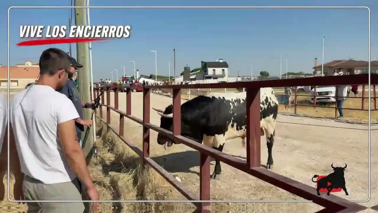 Encierro en Mozoncillo 2026 - 24 de agosto de 2026