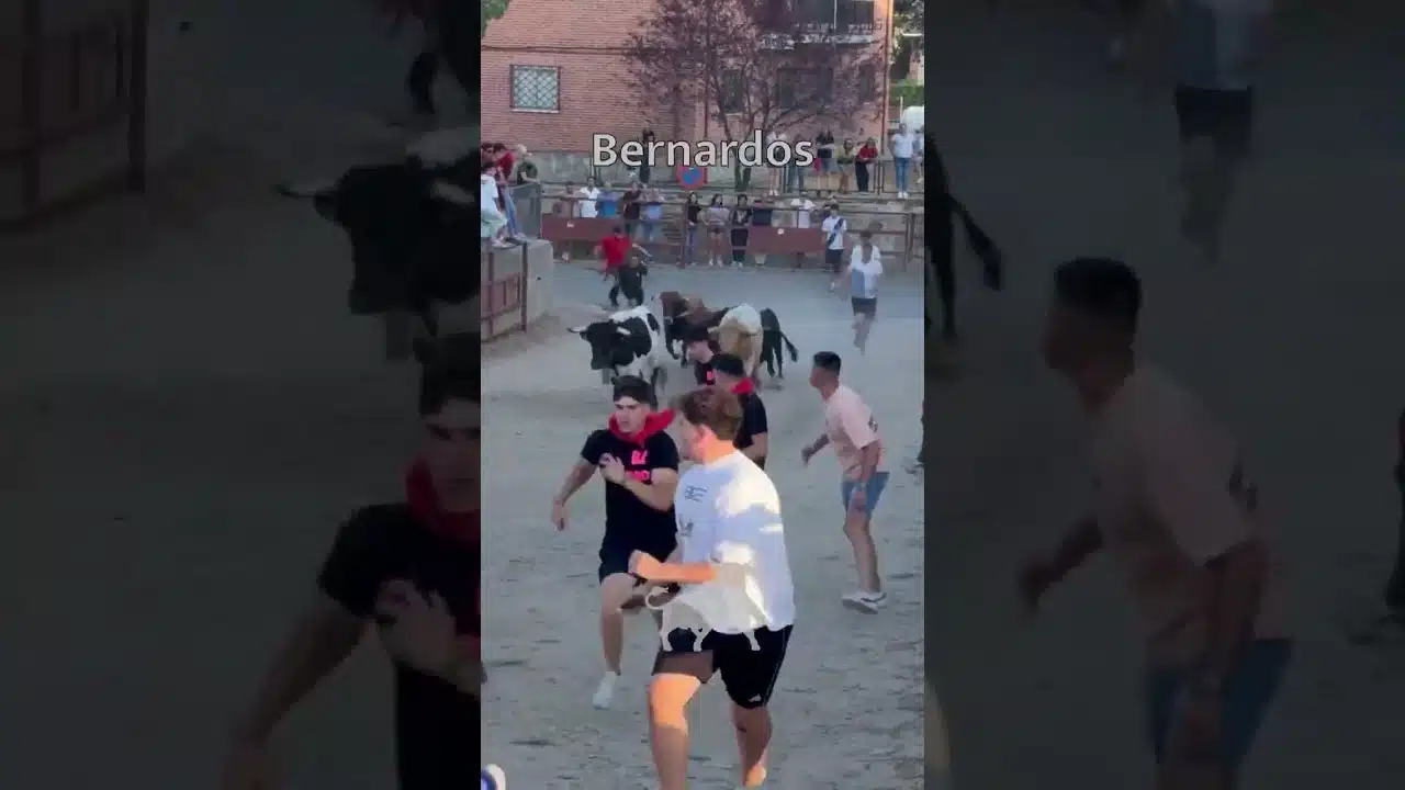 Encierro en Bernardos 2026 - ENCIERRO BERNARDOS