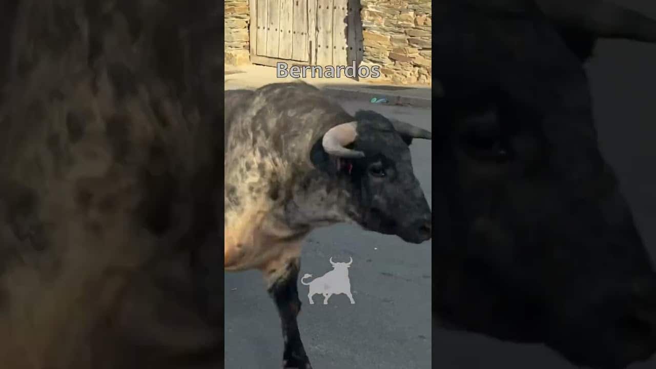 Toro a cajon en Bernardos 2026 - TORO DE CAJÓN BERNARDOS