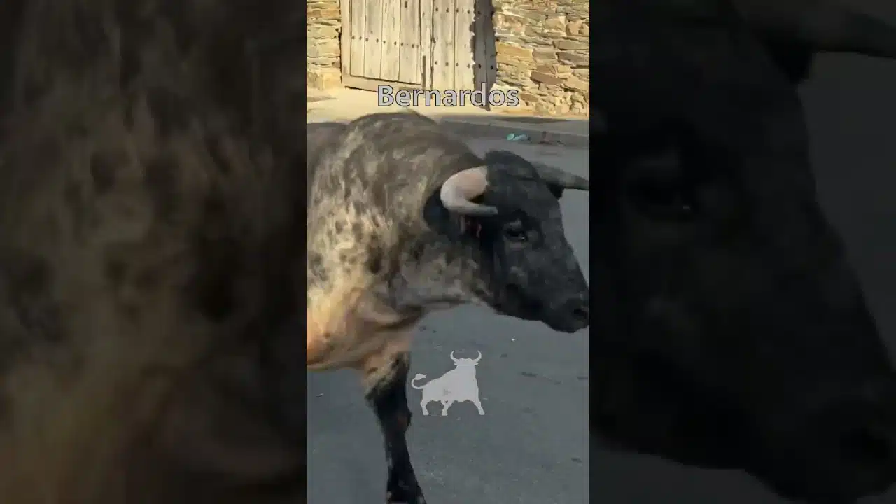 Toro a cajon en Bernardos 2026 - TORO DE CAJÓN BERNARDOS