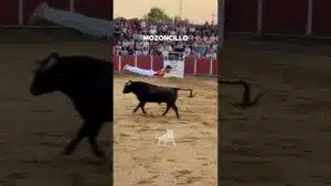 Concurso de recortadores en Mozoncillo 2026 - CONCURSO DE RECORTES MOZONCILLO GRUPO 1