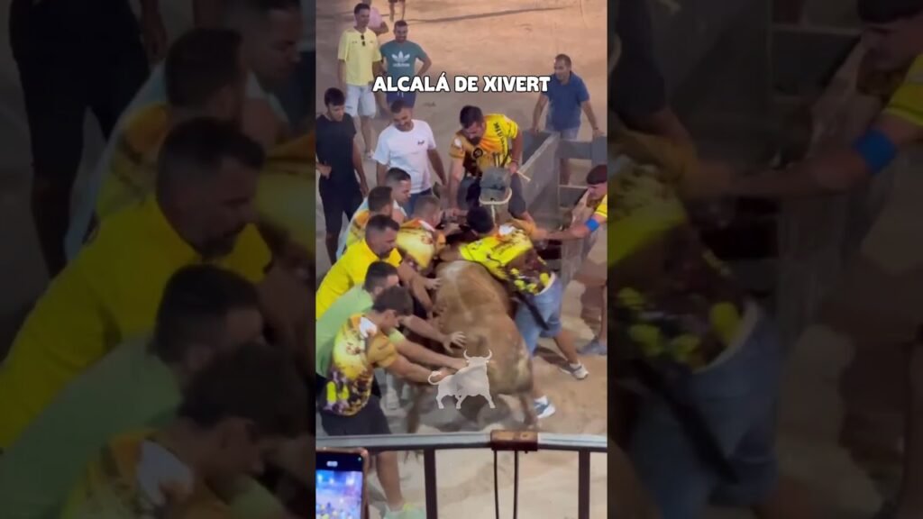 Toro embolado en Alcalá de Xivert 2026 - TORO EMBOLADO ALCALÁ DE XIVERT