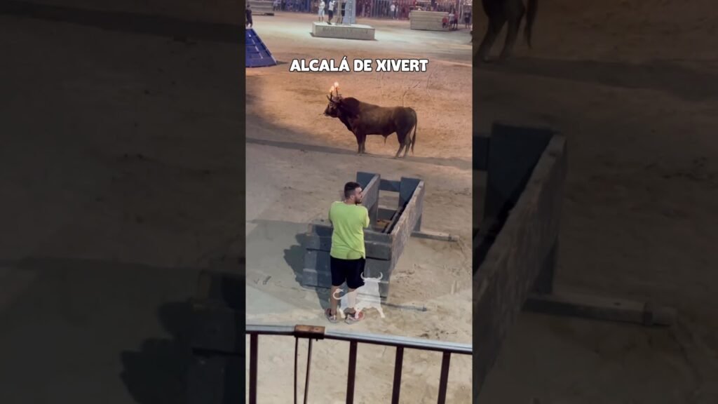 Toro embolado en Alcalá de Xivert 2026 - TORO EMBOLADO PARTE 2