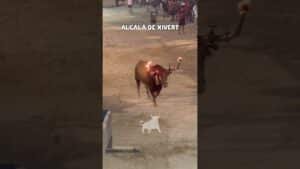 Toro embolado en Alcalá de Xivert 2026 - Toro embolado parte 3