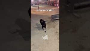 Recortes en Alcalá de Xivert 2026 - Vacas en Alcalá de Xivert