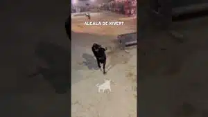 Recortes en Alcalá de Xivert 2026 - Vacas en Alcalá de Xivert