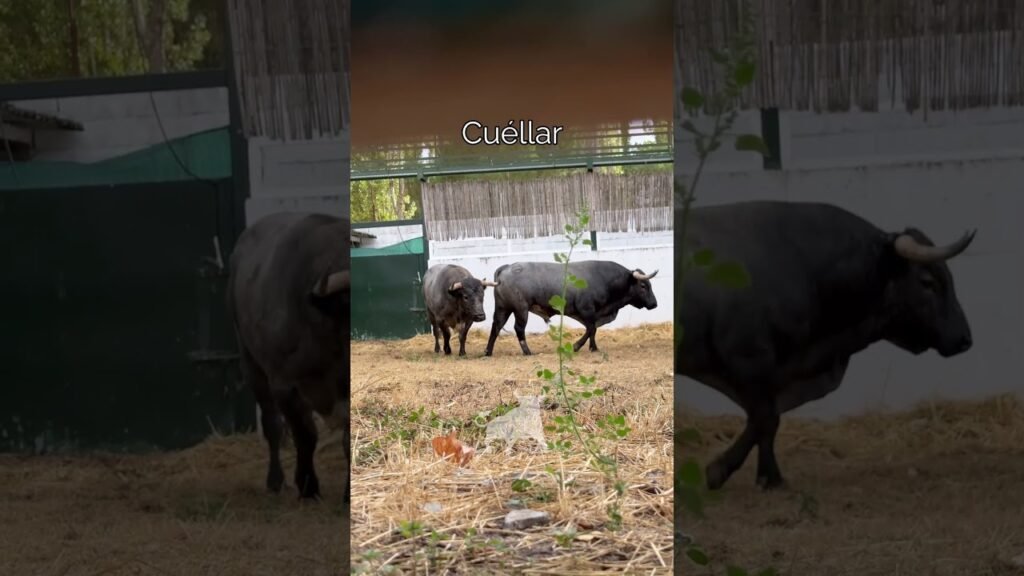 Encierros en Cuellar 2026 - TOROS DE GANADERÍA SALTILLO EN LOS CORRALES DEL CEGA 2026