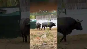Encierros en Cuellar 2026 - TOROS DE GANADERÍA SALTILLO EN LOS CORRALES DEL CEGA 2026