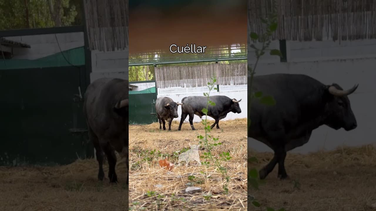 Encierros en Cuellar 2026 - TOROS DE GANADERÍA SALTILLO EN LOS CORRALES DEL CEGA 2026
