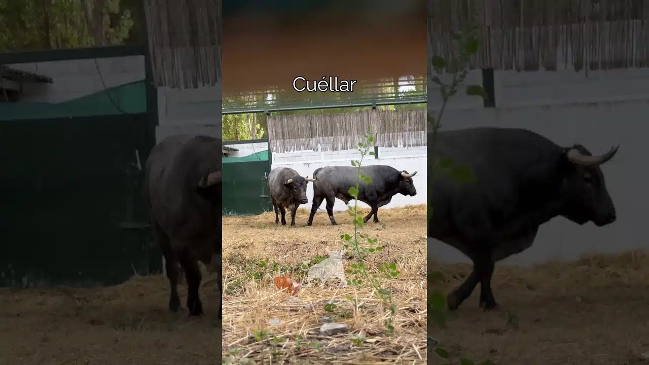 Encierros en Cuellar 2026 - TOROS DE GANADERÍA SALTILLO EN LOS CORRALES DEL CEGA 2026