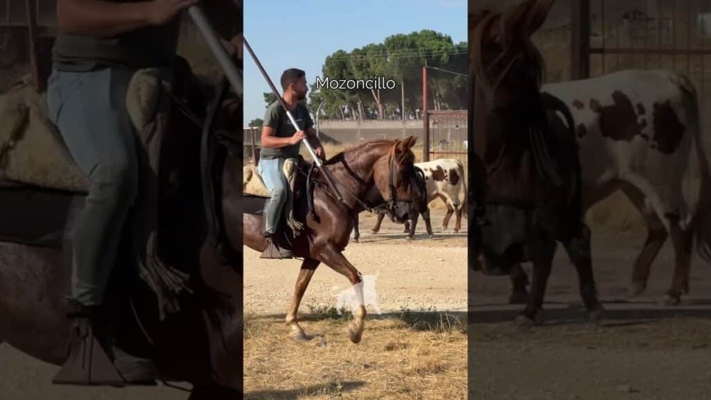 Encierro en Mozoncillo 2026 - LOS DOS TOROS SE REENCUENTRAN