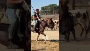 Encierro en Mozoncillo 2026 - LOS DOS TOROS SE REENCUENTRAN