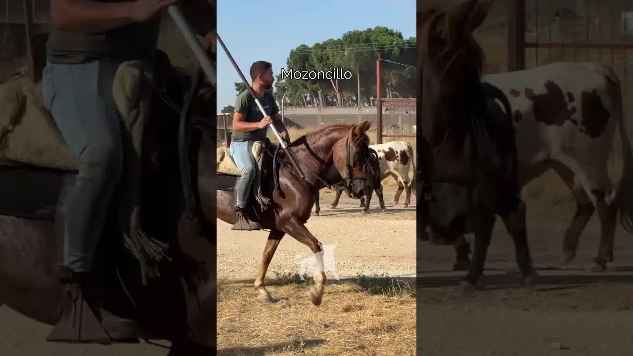 Encierro en Mozoncillo 2026 - LOS DOS TOROS SE REENCUENTRAN