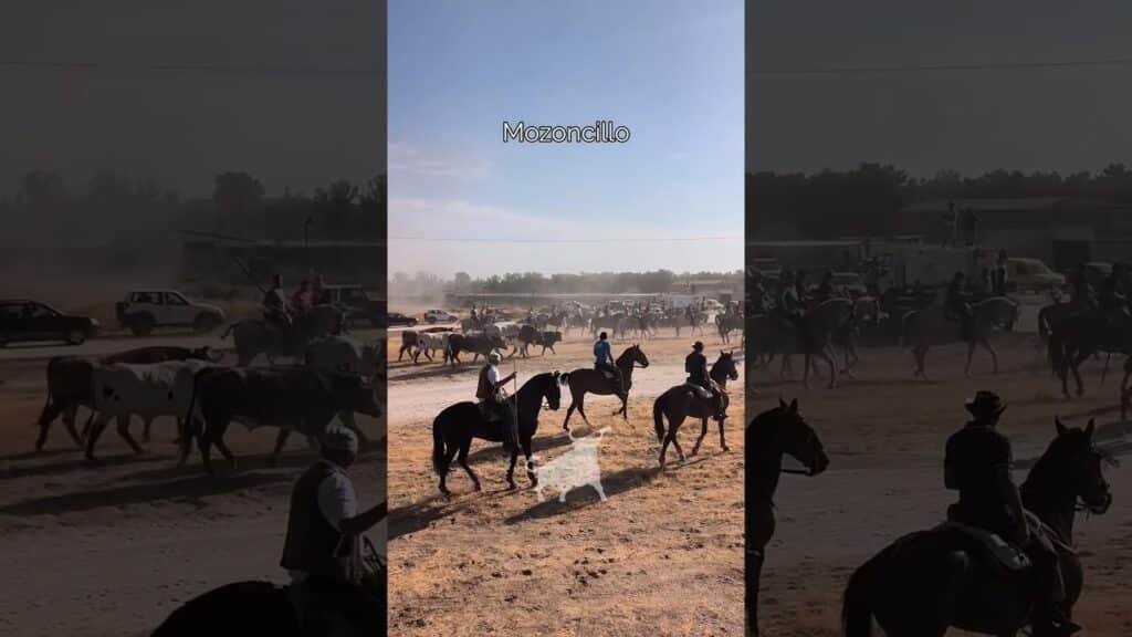 Encierro en Mozoncillo 2026 - CONDUCIENDO A LOS TOROS MUY TRANQUILOS