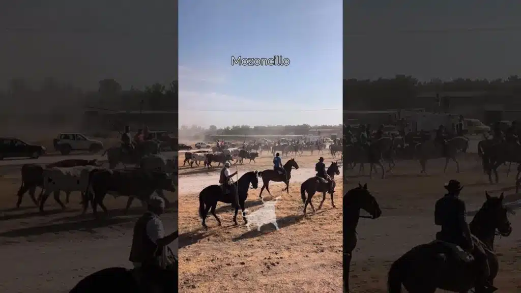 Encierro en Mozoncillo 2026 - CONDUCIENDO A LOS TOROS MUY TRANQUILOS