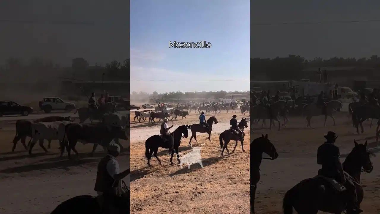 Encierro en Mozoncillo 2026 - CONDUCIENDO A LOS TOROS MUY TRANQUILOS