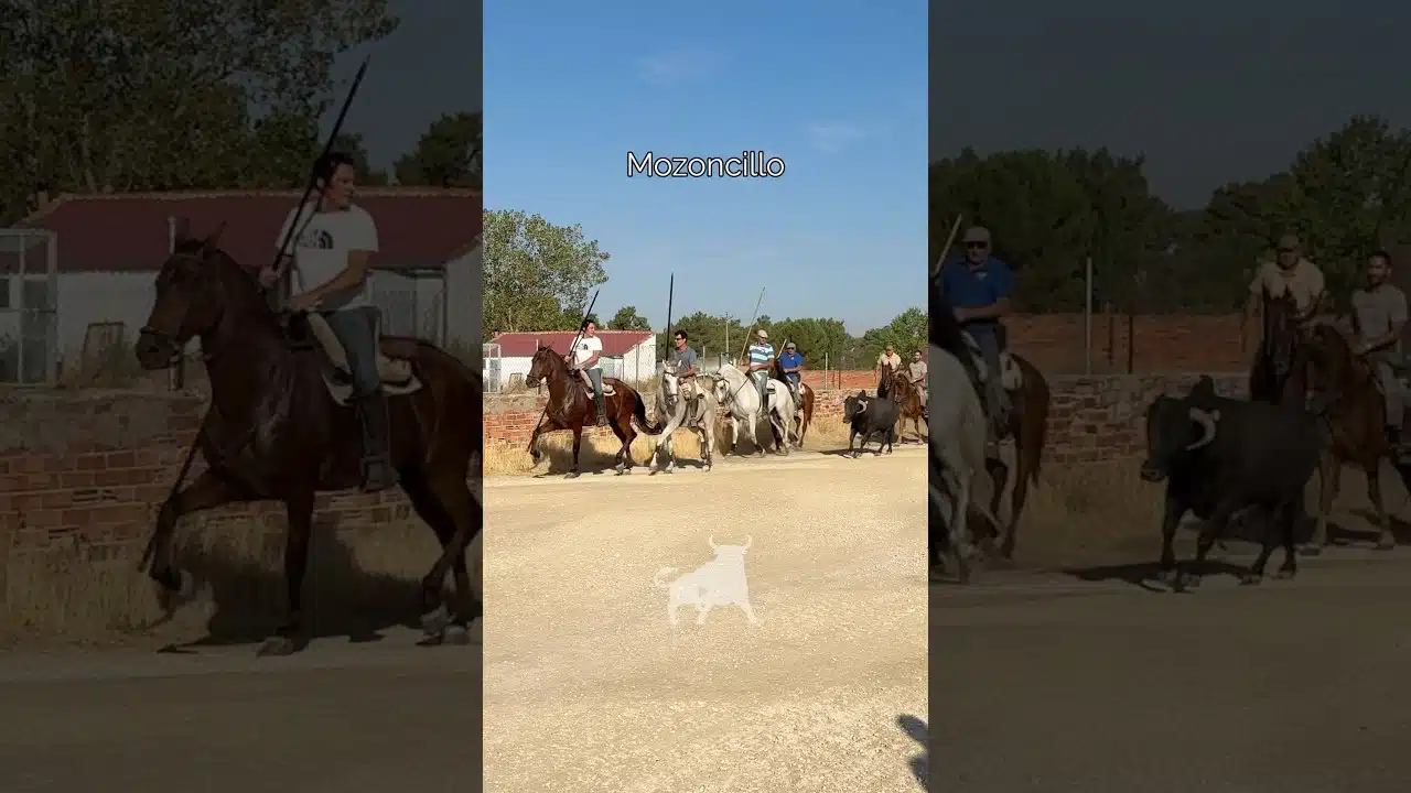Encierro en Mozoncillo 2026 - BONITA ENTRADA DE CABALLOS Y TOROS MOZONCILLO