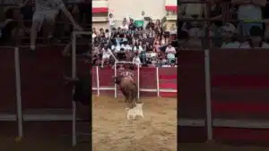 Encierro en Fuentepelayo 2026 - BRAVURA EN ESTADO PURO
