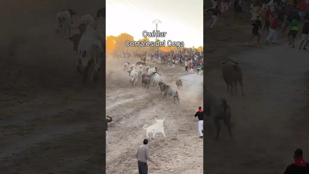 Encierro en Cuellar 2026 - Suelta primer encierro Cuéllar 2026