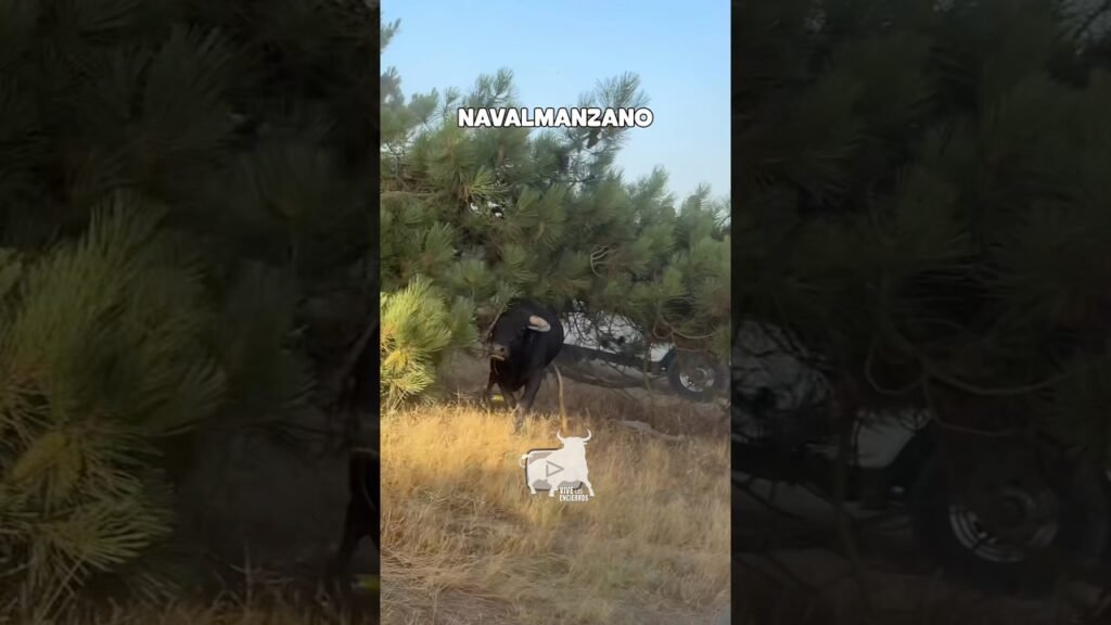 Encierros mixtos en Navalmanzano 2026 - EL TORO SALE ENTRE LOS PINOS Y ESTÁ APUNTO DE EMBESTIRNOS