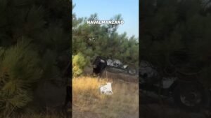 Encierros mixtos en Navalmanzano 2026 - EL TORO SALE ENTRE LOS PINOS Y ESTÁ APUNTO DE EMBESTIRNOS