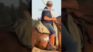 Encierros en Navalmanzano 2026 - EL TORO SE ESCONDE Y NO QUIERE SALIR
