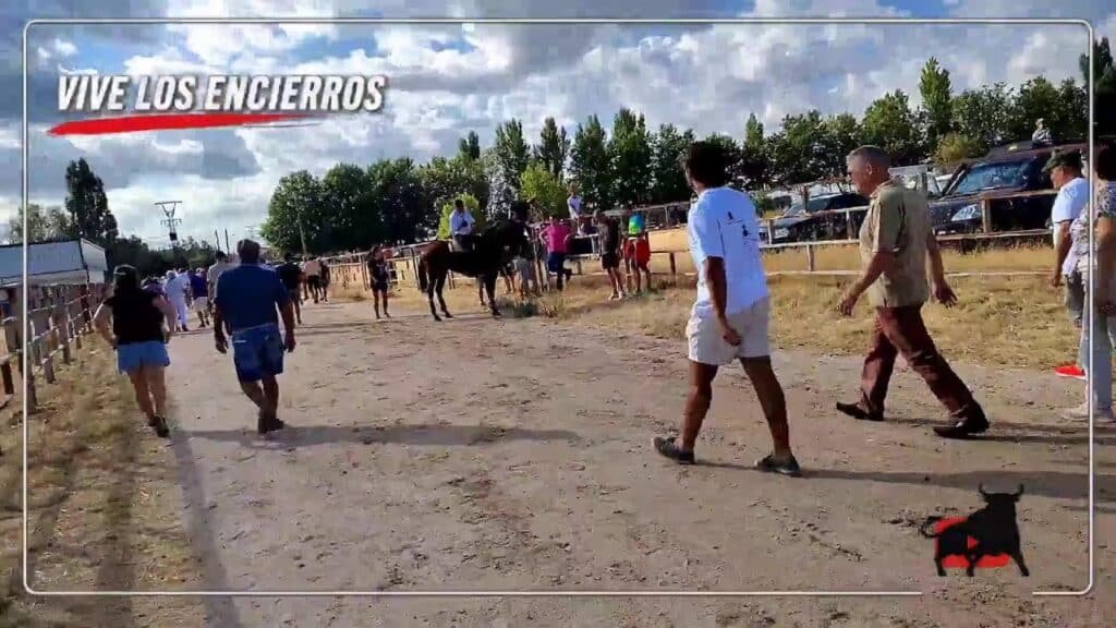 Encierro campero en Fuentepelayo 2026 - En DIRECTO ENCIERRO CAMPERO DESDE FUENTEPELAYO