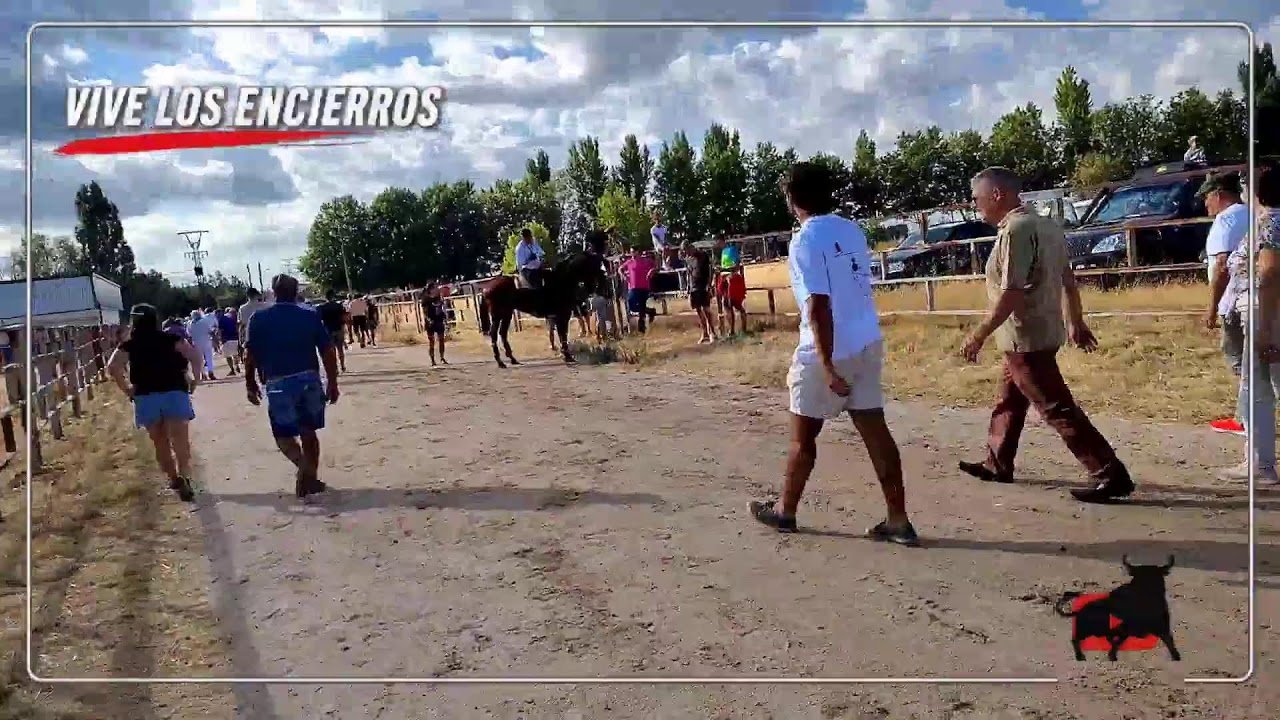 Encierro campero en Fuentepelayo 2026 - En DIRECTO ENCIERRO CAMPERO DESDE FUENTEPELAYO