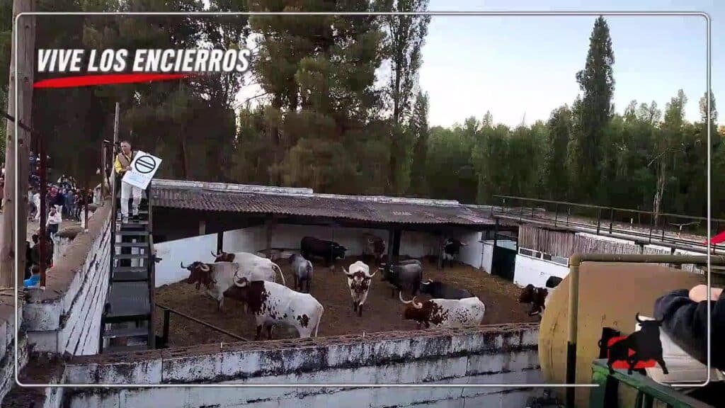 Encierro en Cuellar 2026 - En DIRECTO PRIMER ENCIERRO CUÉLLAR