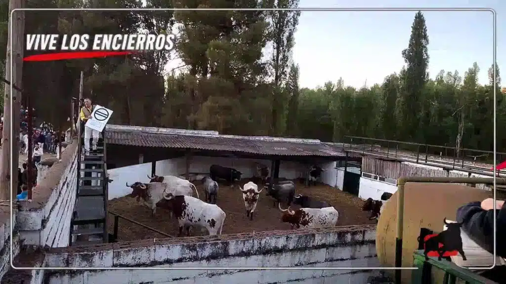 Encierro en Cuellar 2026 - En DIRECTO PRIMER ENCIERRO CUÉLLAR