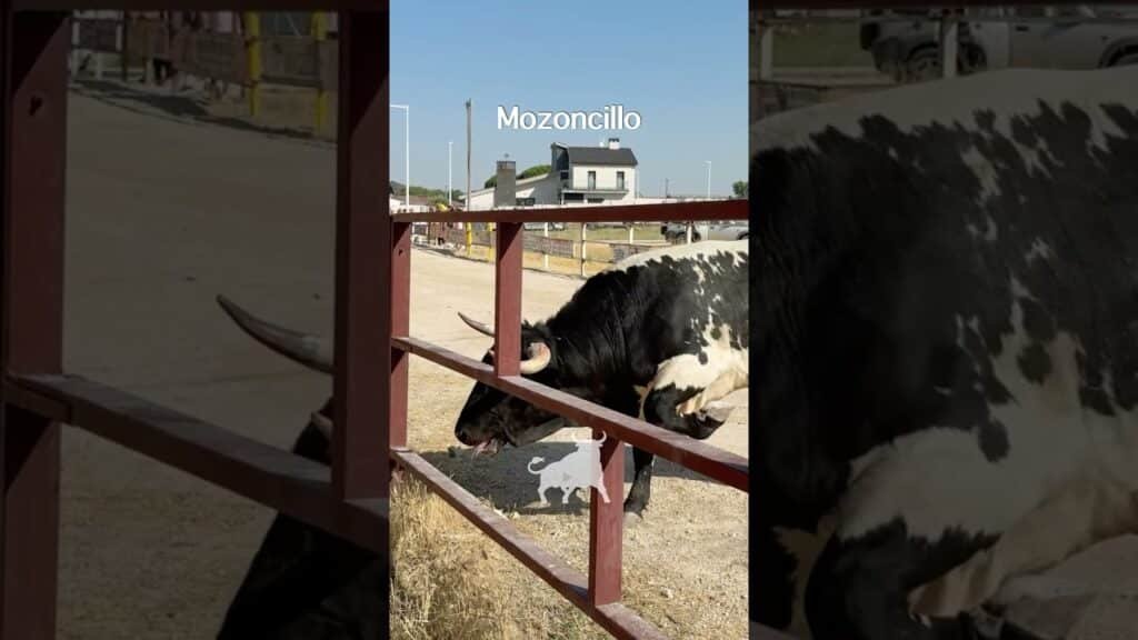 Encierro en Mozoncillo 2026 - Toro berrendo arremete con bravura Mozoncillo