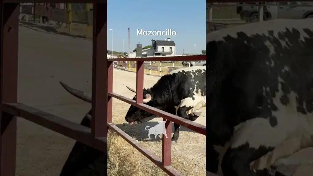 Encierro en Mozoncillo 2026 - Toro berrendo arremete con bravura Mozoncillo