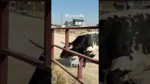 Encierro en Mozoncillo 2026 - Toro berrendo arremete con bravura Mozoncillo