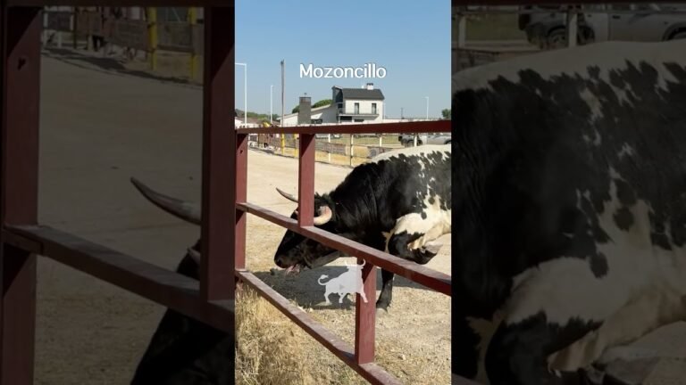 Encierro en Mozoncillo 2026 - Toro berrendo arremete con bravura Mozoncillo