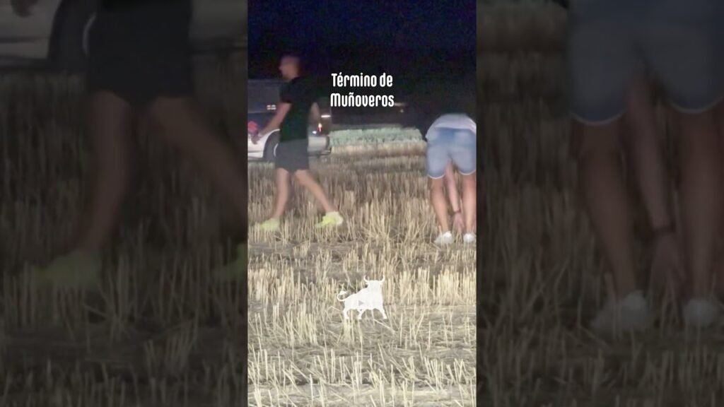 Encierro campero en Turégano 2026 - CAE LA NOCHE Y EL TORO SIGUE FUGADO